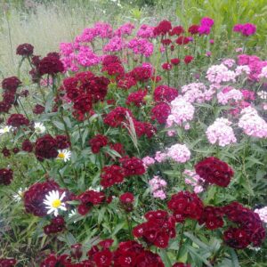 Dubbele bloem / dikke stengel (INGRID'S BLOEMENTUIN)