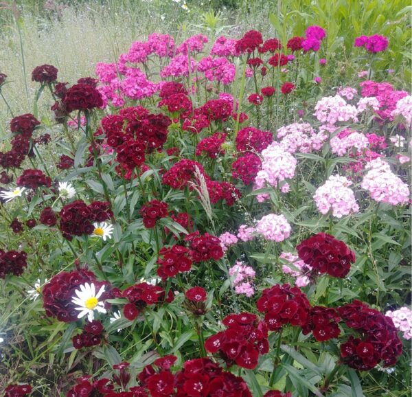 Dubbele bloem / dikke stengel (INGRID'S BLOEMENTUIN)