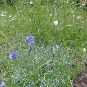 Enkele bloem / dunne stengel (INGRID'S BLOEMENTUIN)