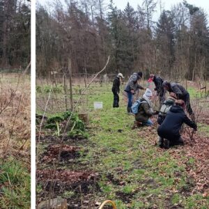 Workshop fruitbomen & kleinfruit snoeien, met Taco Blom - zaterdag 10 januari 2026