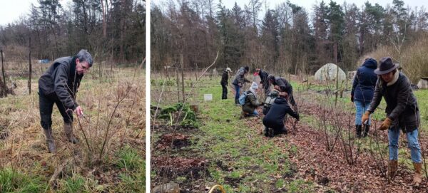 Workshop fruitbomen & kleinfruit snoeien, met Taco Blom - zaterdag 20 december 2025
