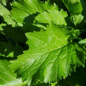 Bladmosterd groen (100 gram)
