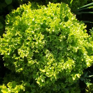 Krulsla groen (stuk)