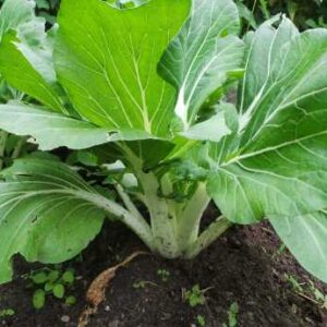 Paksoi (stuk)