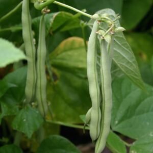 Sperziebonen (200 gram)