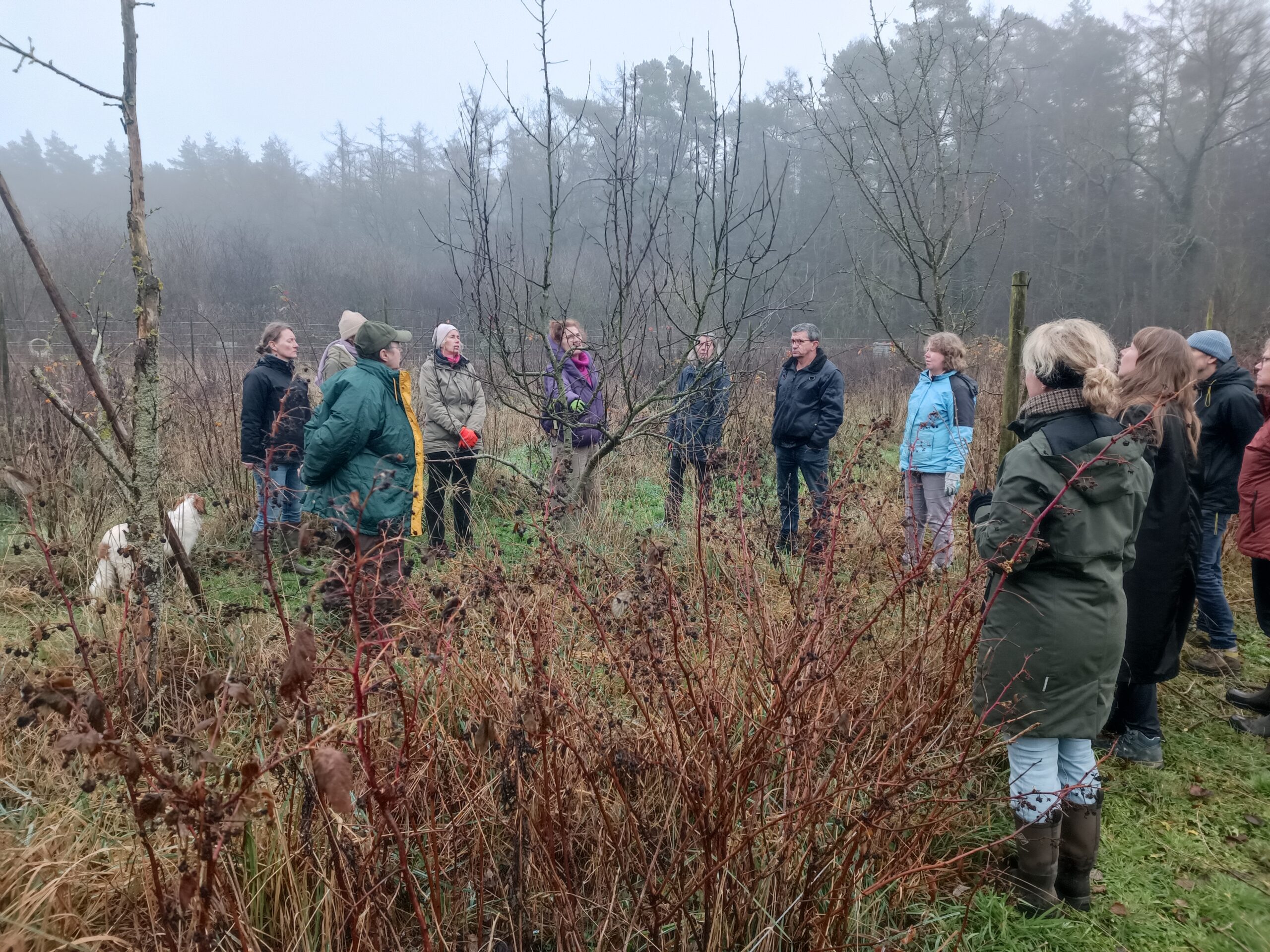 Workshop ‘fruitbomen enten & kleinfruit vermeerderen’